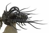 Spectacular Flying Dicranurus Trilobite With Zlichovaspis #334922-9
